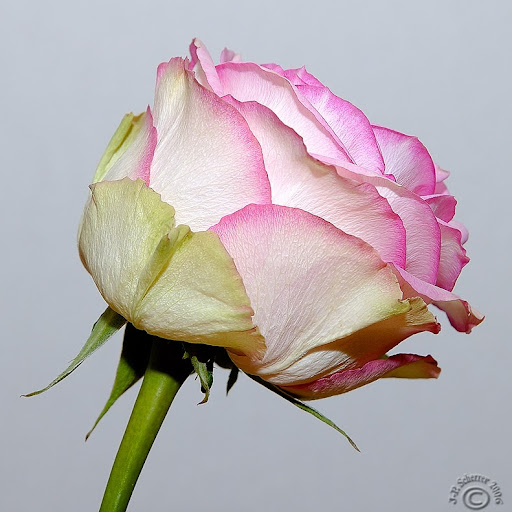 Julie Russell Photo 20