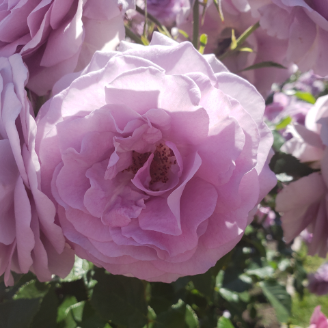 Michelle Dumont Photo 14