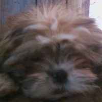 Richard Neff Photo 5