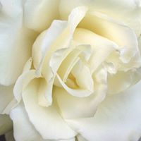 Shirley Browning Photo 9