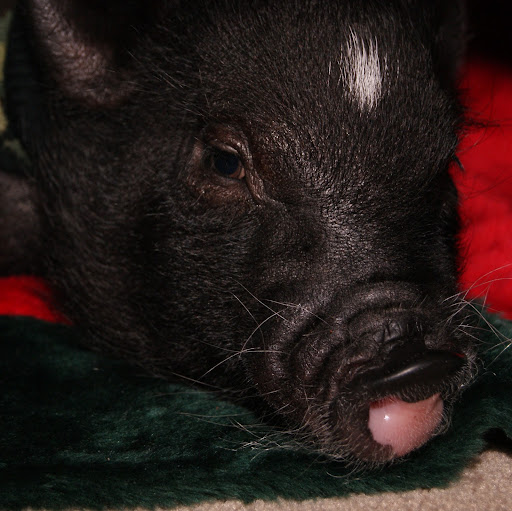 Sheila Meyer Photo 20