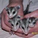 Deborah Thacker Photo 8