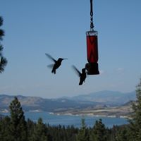 Janet Delong Photo 27