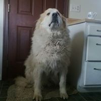 Kathleen Hoopes Photo 8