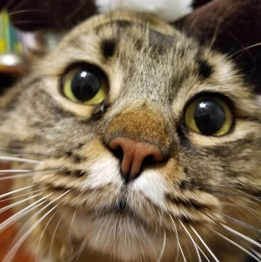 Charles Forrest Photo 4