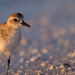 William Mcclellan Photo 16 William Mcclellan Photo 16