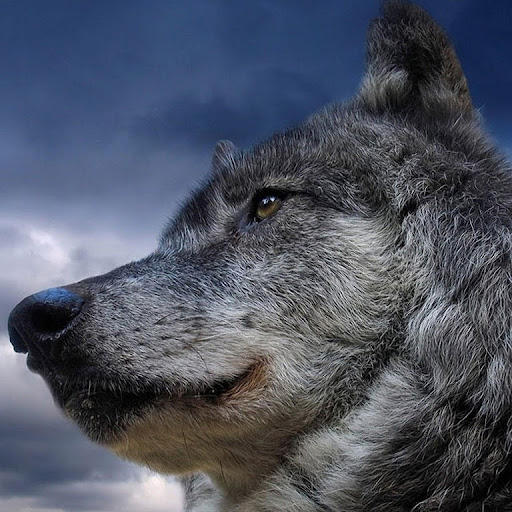 Jessie Washington Photo 30