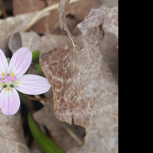 Jennifer Spicer Photo 21