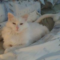 Catherine Cardinale Photo 4