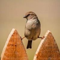 Priscilla Weir Photo 3