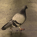 James Pidgeon Photo 24