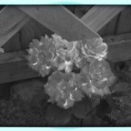 Robin Temple Photo 16