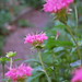 Kristin Flowers Photo 29