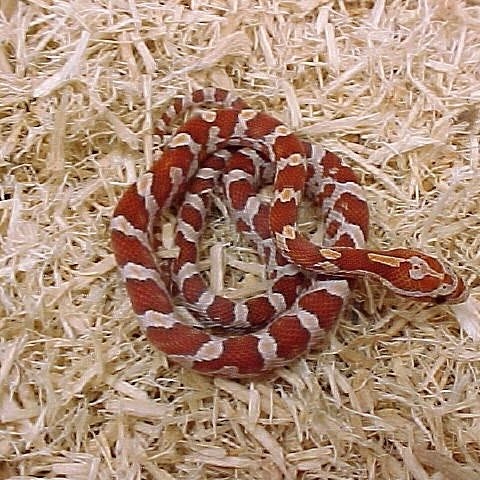 James Gates Photo 54