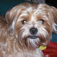 Cheryl Yoder Photo 17