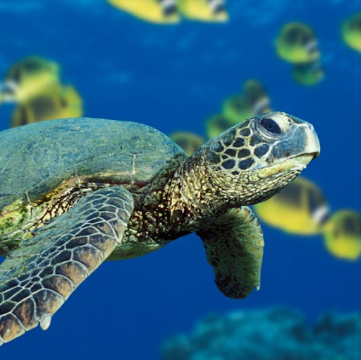 Charlene Boyd Photo 18