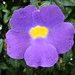 Flor Rocha Photo 30