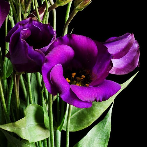 Sue Stephens Photo 37