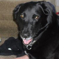 Stacey Pedersen Photo 11