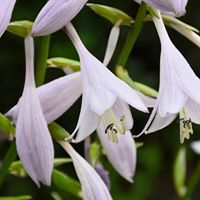 Deborah Horner Photo 24