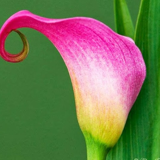 Victoria Howard Photo 26