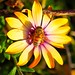 Flora Hamilton Photo 4