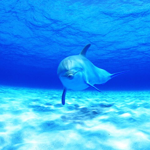 Susan Wolff Photo 20