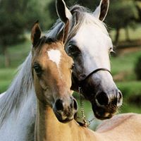 Diane Roberson Photo 37