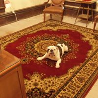 Susan Dewitt Photo 33