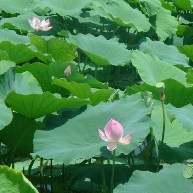 Albert Stewart Photo 35