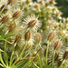 Anne Ransom Photo 31