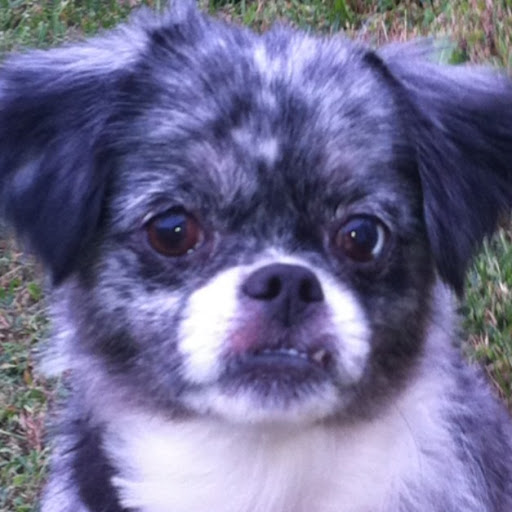 Sandy Howard Photo 16