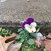 Maureen Austin Photo 12