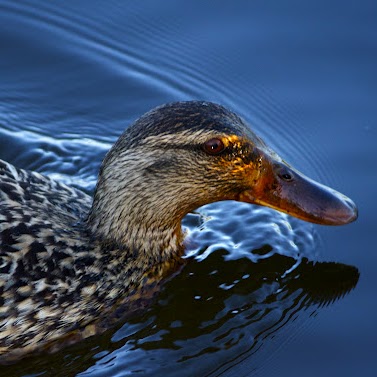 Ernest Richardson Photo 35 Ernest Richardson Photo 35