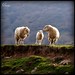 Patricia Lamb Photo 11