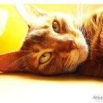 Chifang Chang Photo 1