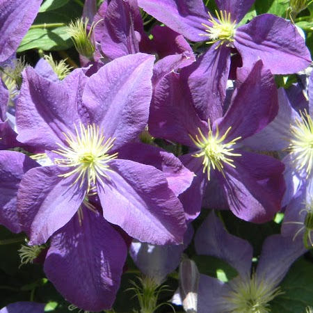 Renee Cohen Photo 22