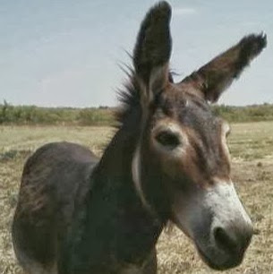 Dave Hubert Photo 17