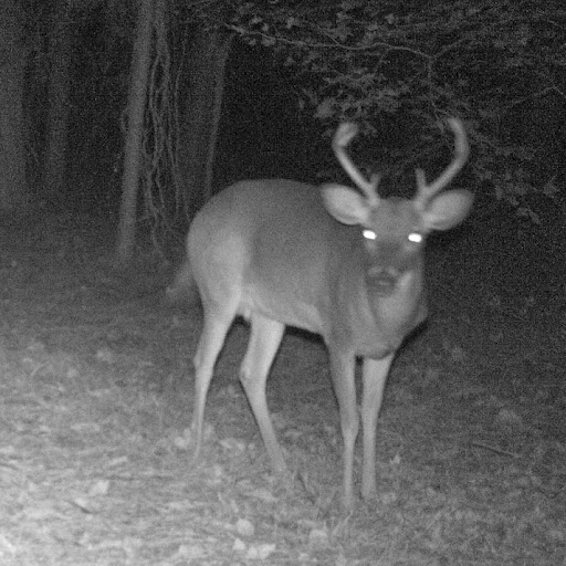 Michael Smallwood Photo 24