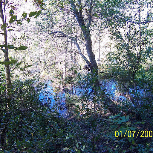 Roy Allison Photo 39 Roy Allison Photo 39