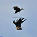 Steve Crow Photo 19