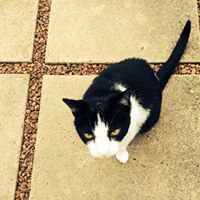 Dawn Cowell Photo 11