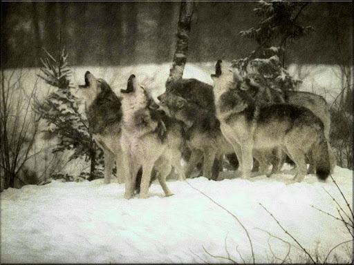 Anthony Wolf Photo 36 Anthony Wolf Photo 36