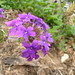 Amy Flowers Photo 36