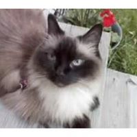 Cherrie Martin Photo 22