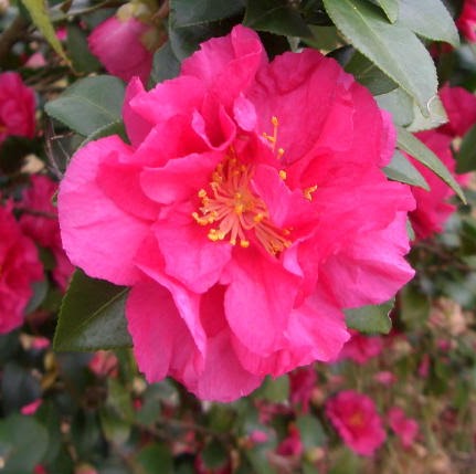 Cheryl Snyder Photo 34