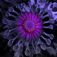 Kristine Stone Photo 43