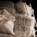 Kelly Sacks Photo 23