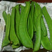 Jack Bean Photo 33