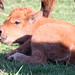 Carol Kline Photo 27